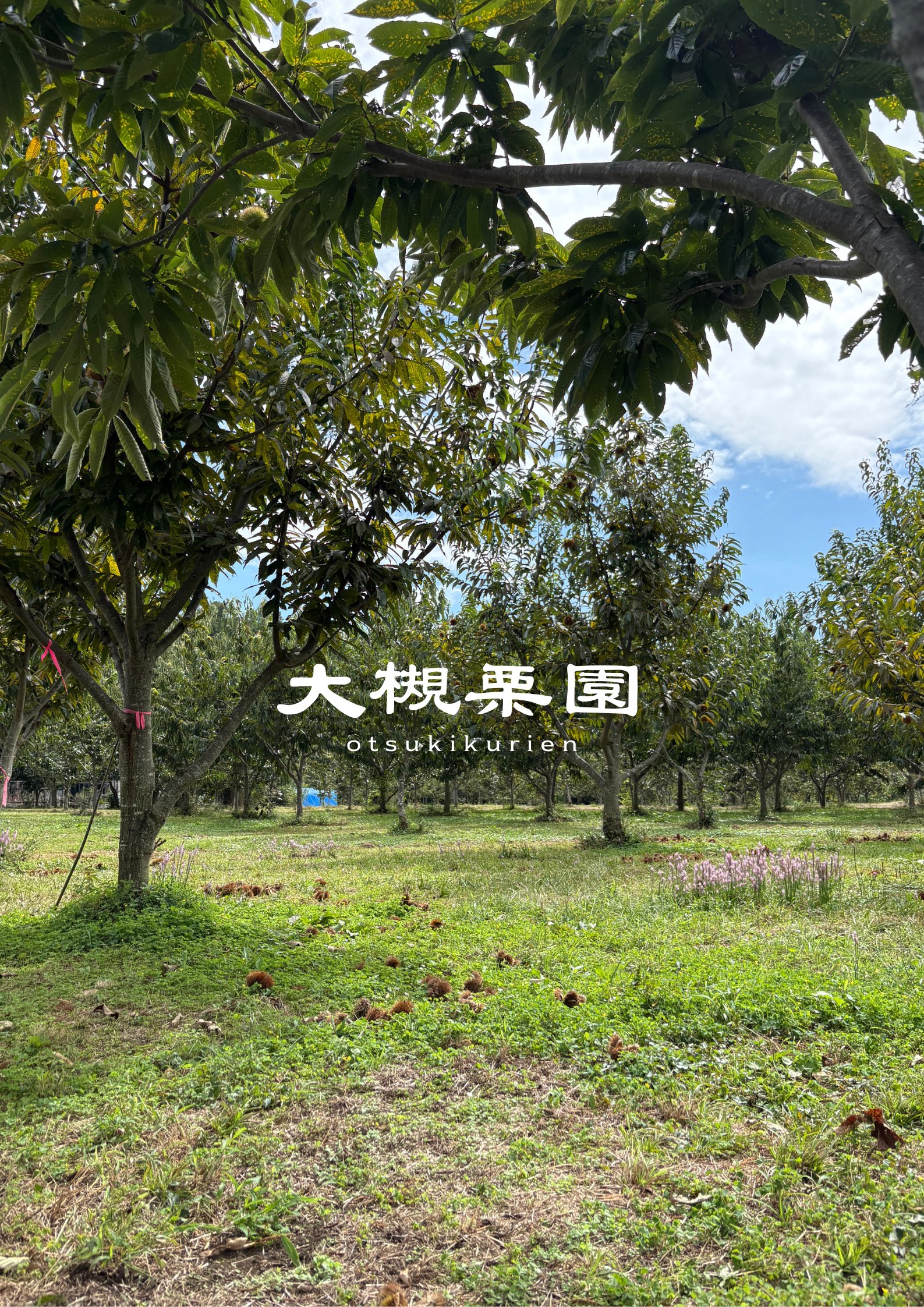 大槻栗園 - スライド 1