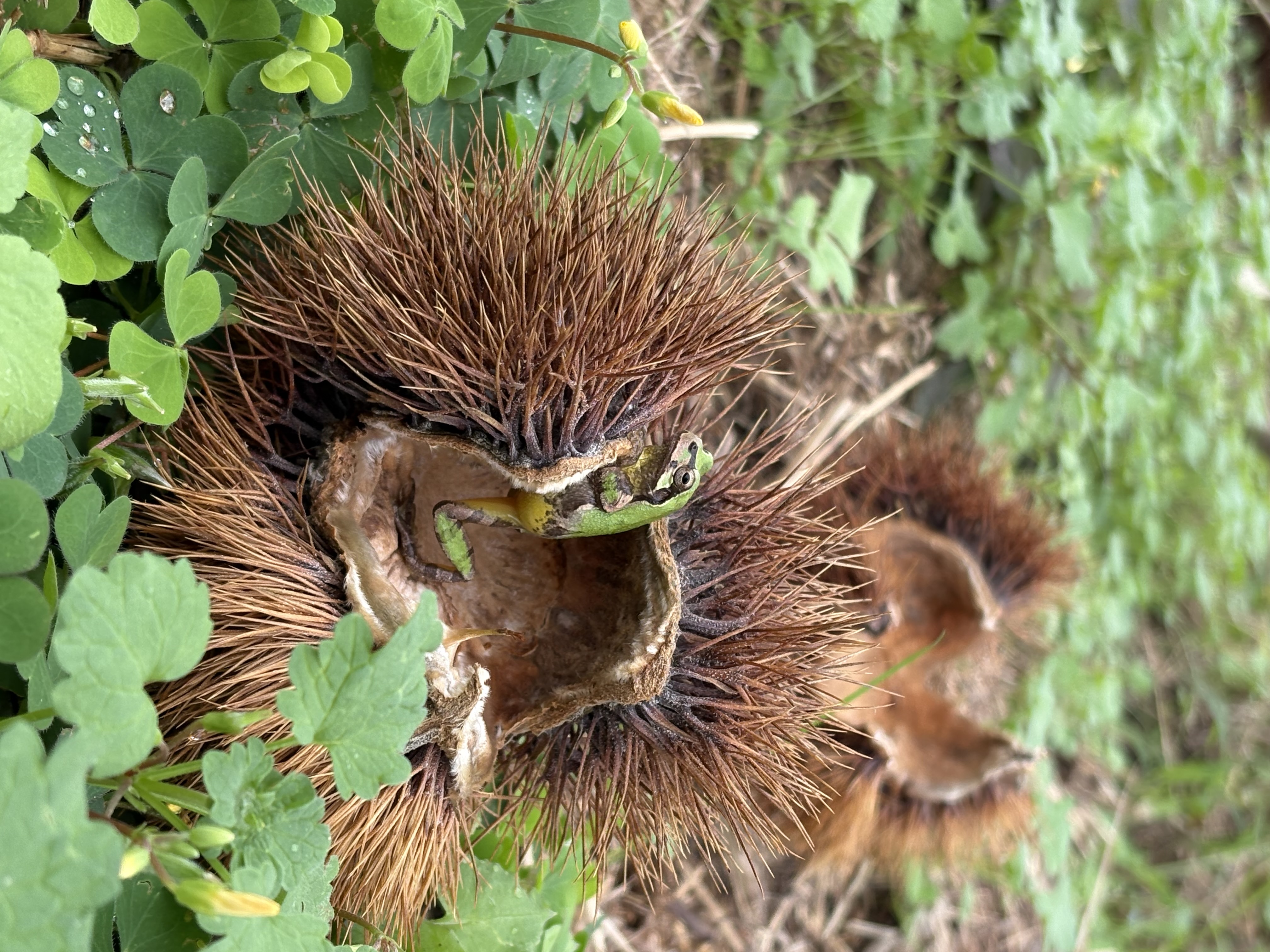 大槻栗園 - スライド 3