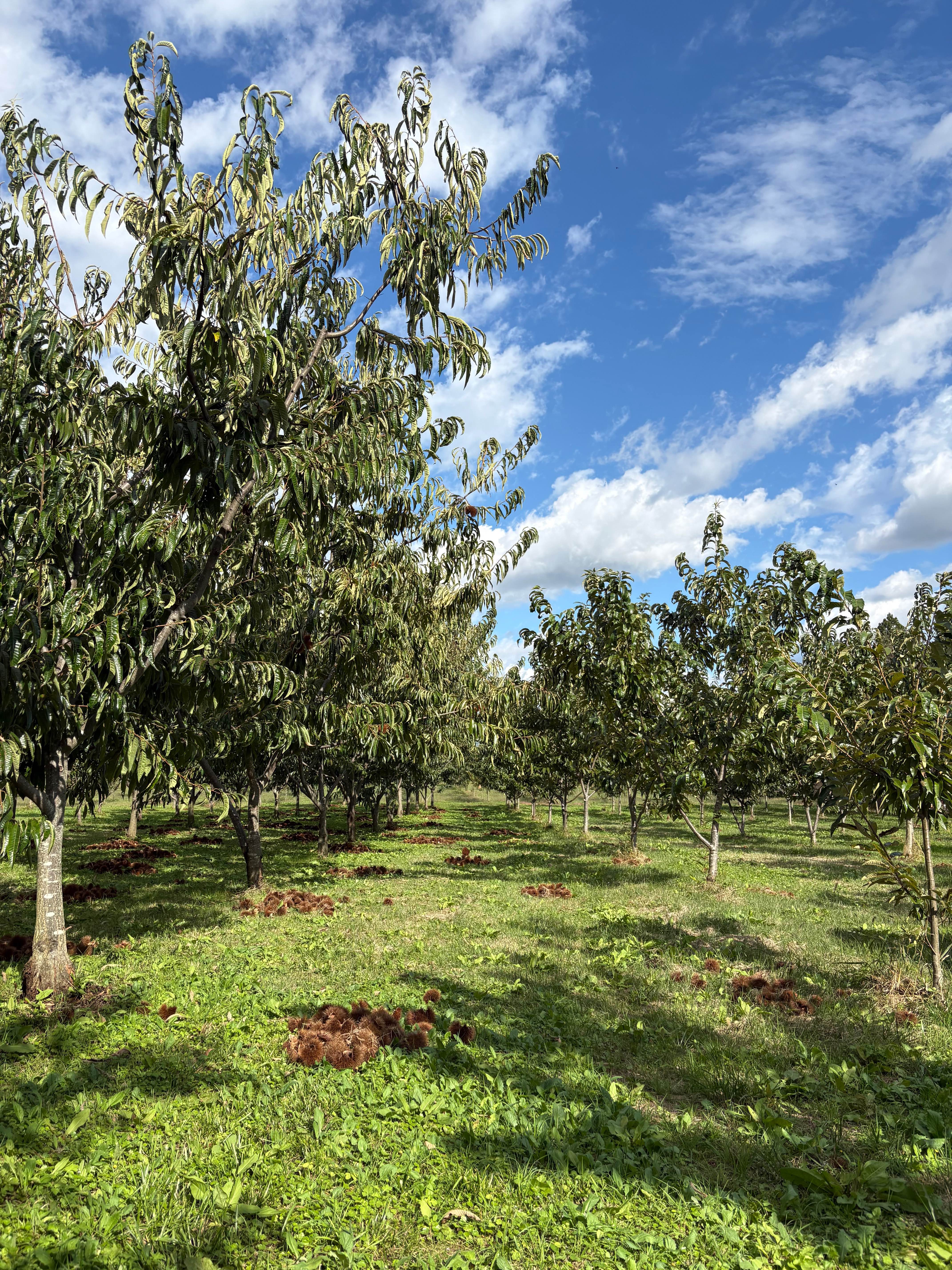 大槻栗園 - スライド 2
